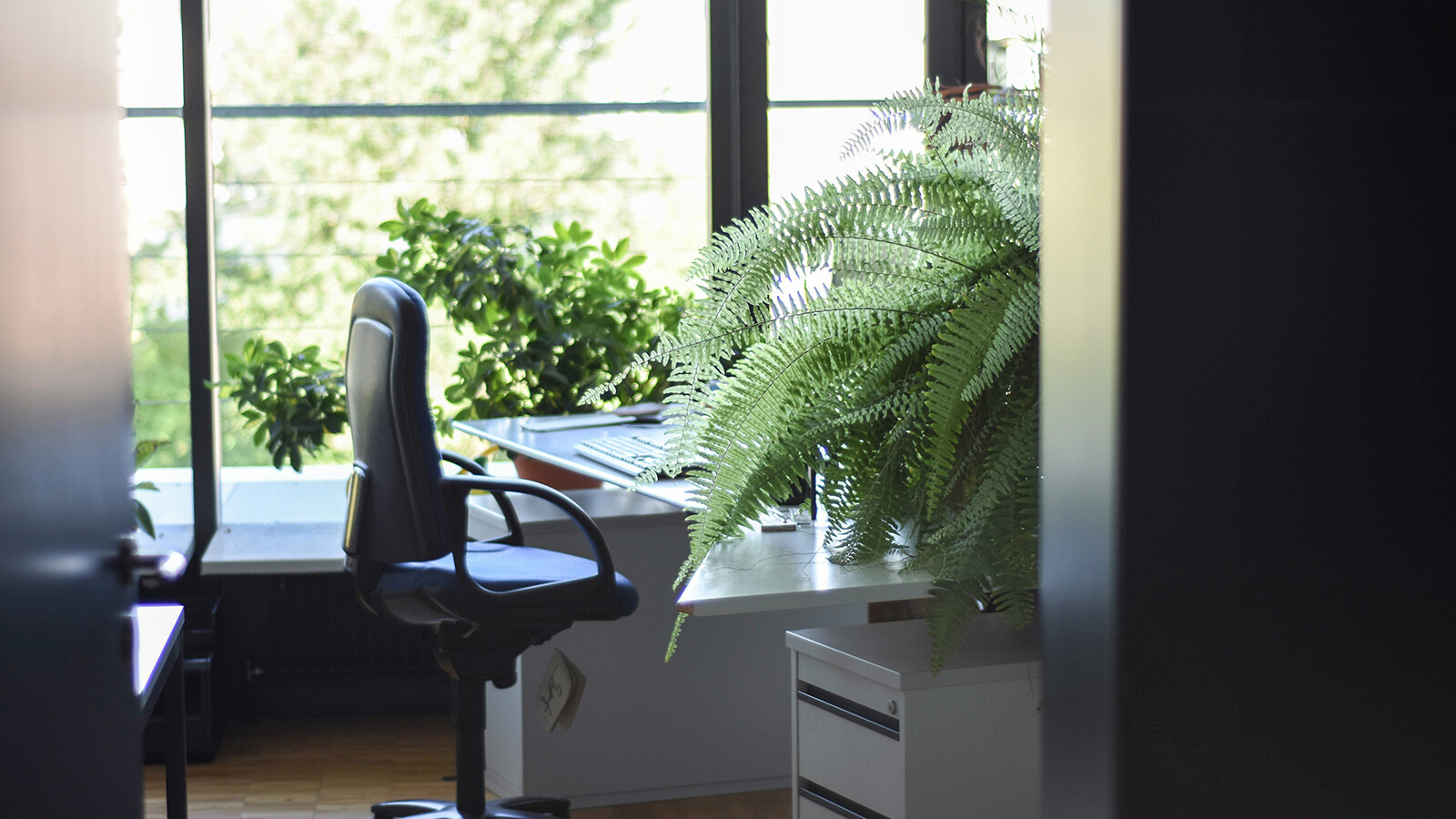 çalışma alanları için bitki seçimi